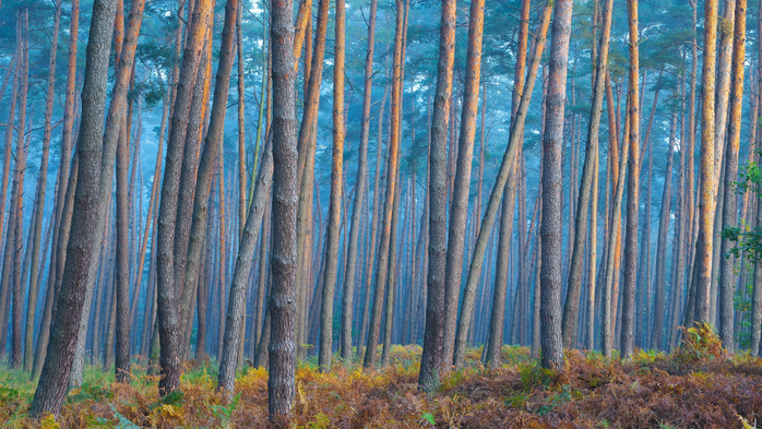 Sunlight reflecting on tree trunks of pine forest on a misty morning in autumn, Hesse, Germany (700x393, 490Kb)