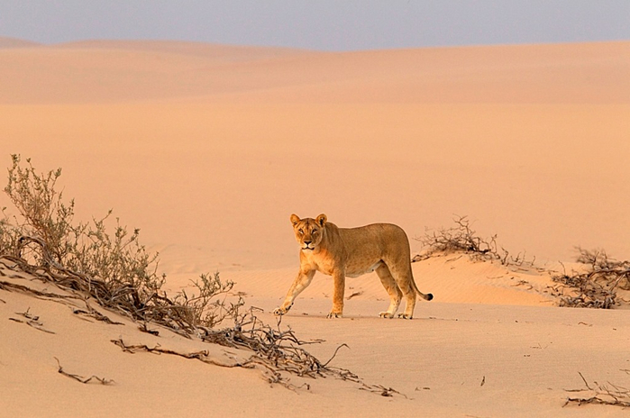 Львы Намибии