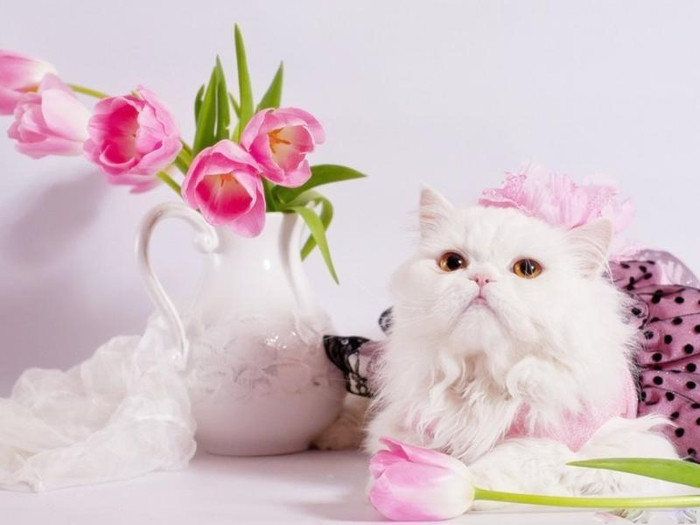 70148-kittens-part-5 (700x525, 208Kb)