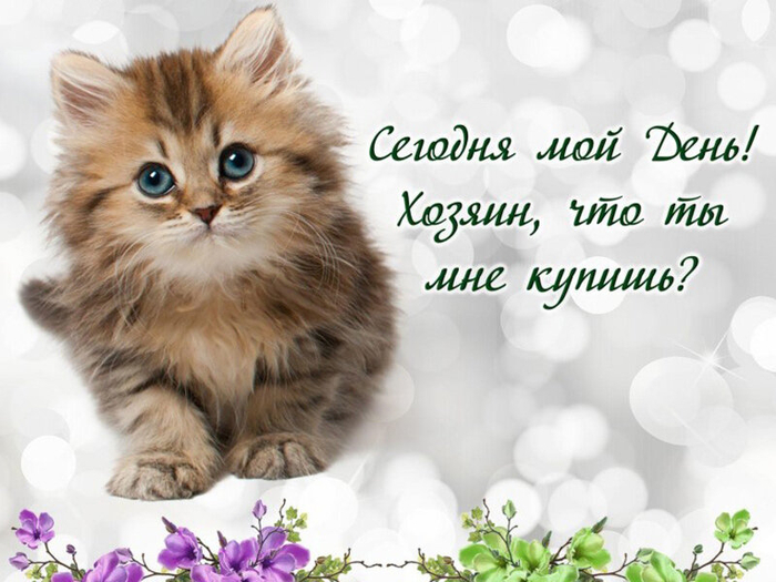 кош-это мал мир кот мож поглад (700x525, 312Kb)
