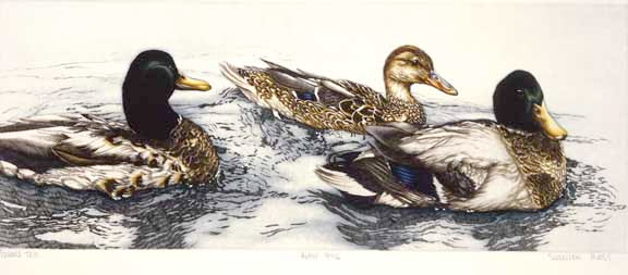 SR-Mallard-Trio-©-Sueellen-Ross (576x253, 119Kb)