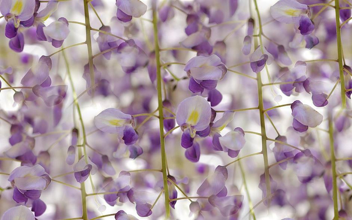 wisteria-floribunda-royal-flowers-close-up-hd-wallpapera (700x437, 313Kb)
