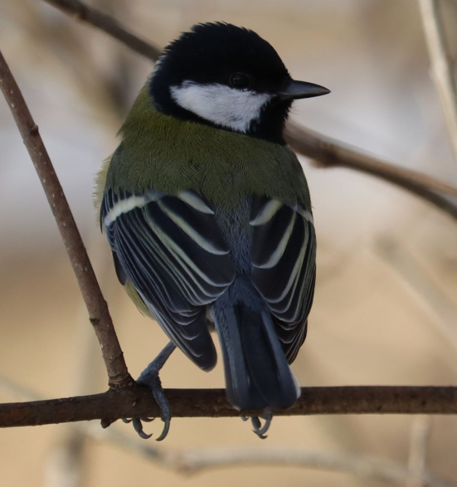 IMG_6005 (655x700, 274Kb)