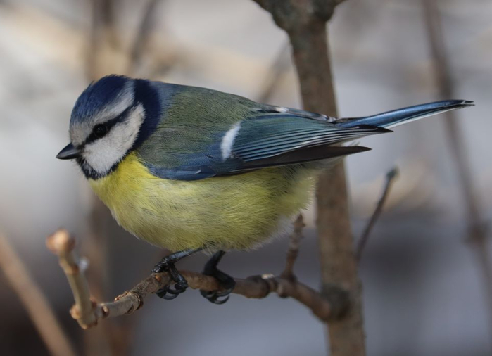 IMG_6027 (700x506, 212Kb)