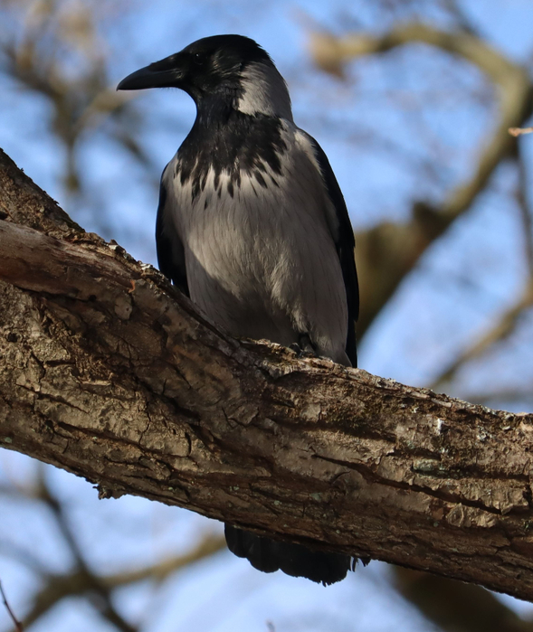 IMG_6062 (589x700, 413Kb)