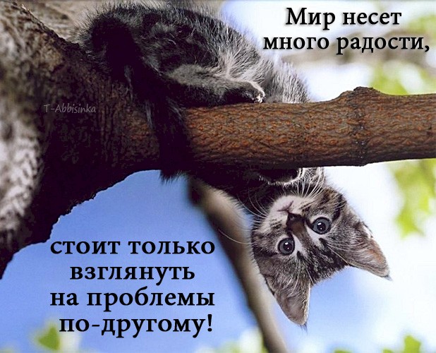 4743317_d3687cfc (618x500, 91Kb)