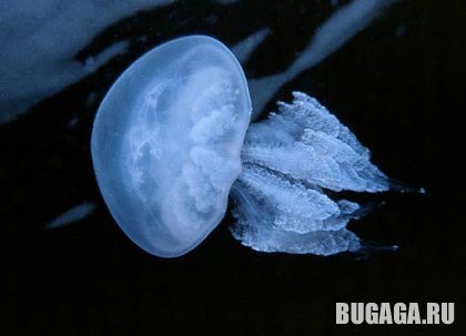 4743317_1139601699_2 (420x303, 18Kb)