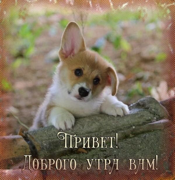 4743317_1535746150631_16 (600x618, 68Kb)