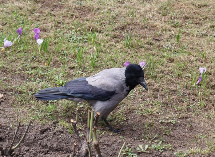 IMG_7865 (700x511, 478Kb)