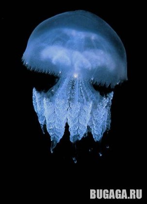 4743317_1139601631_5 (303x420, 16Kb)