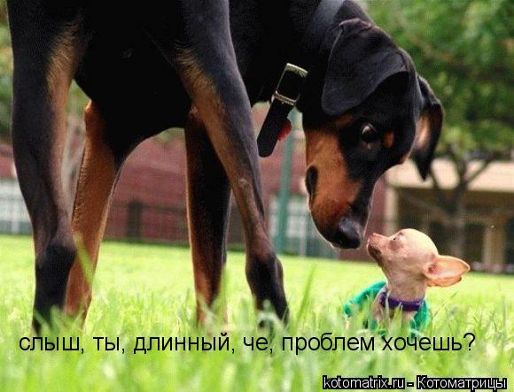 4743317_DZ (580x443, 44Kb)