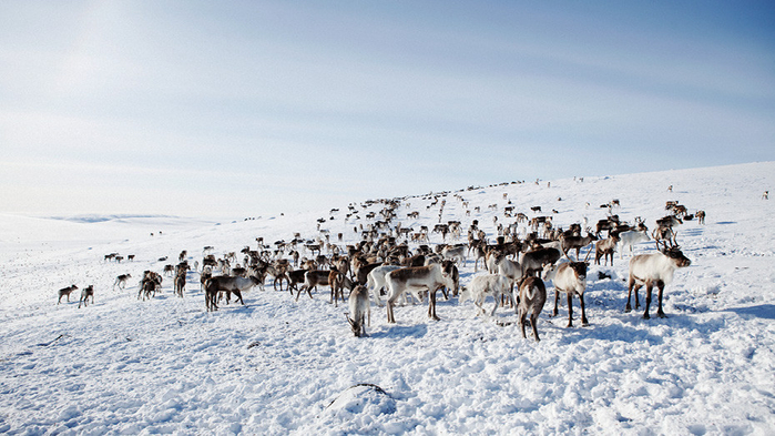 Lapland-4-5 (700x393, 350Kb)