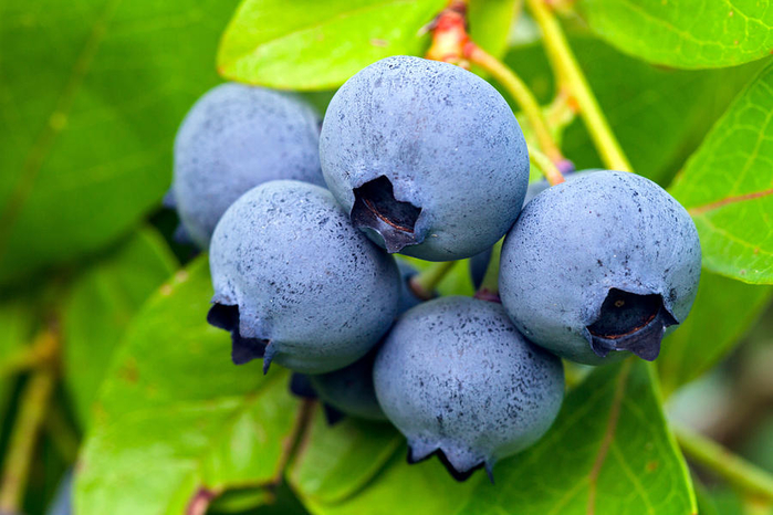 blueberries-michael-russell (700x466, 344Kb)