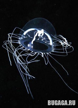 4743317_1139601570_8 (303x420, 23Kb)