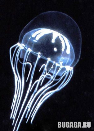4743317_1139601562_9 (303x420, 29Kb)