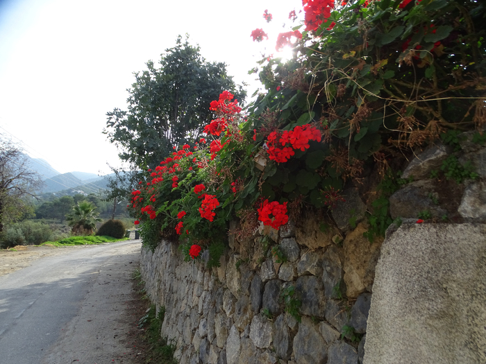 DSC00400 (700x525, 425Kb)