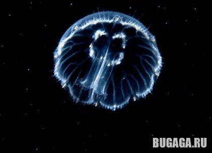4743317_1139601553_10 (420x303, 15Kb)