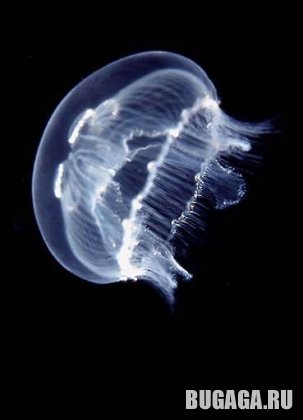 4743317_1139601534_11 (303x420, 15Kb)