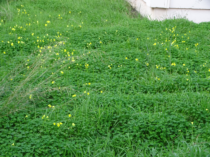 DSC00488 (700x525, 625Kb)
