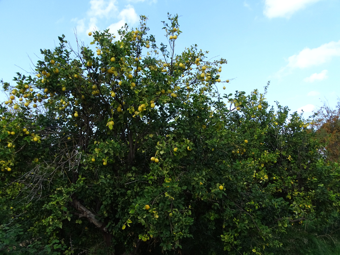 DSC00490 (700x525, 543Kb)