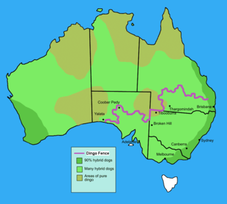 330px-Dingo_fence_in_Australia (330x296, 47Kb)