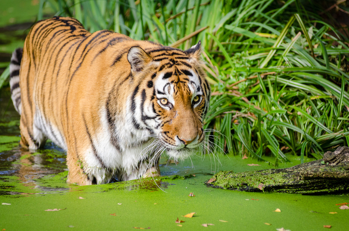 Siberian_Tiger_(25493763296) (700x463, 439Kb)