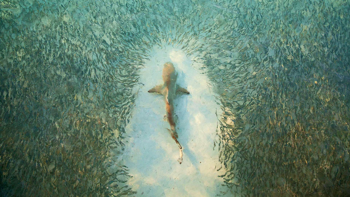 Fish avoid a shark near Heron Island, Australia (700x393, 385Kb)