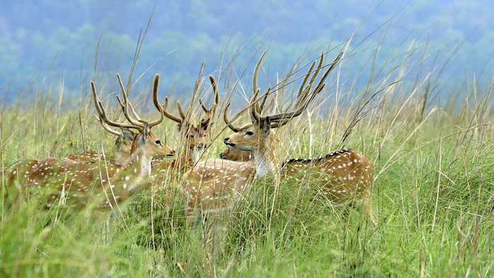 Five adult deer in the grasslands at Jim Corbett National Park (700x393, 395Kb)
