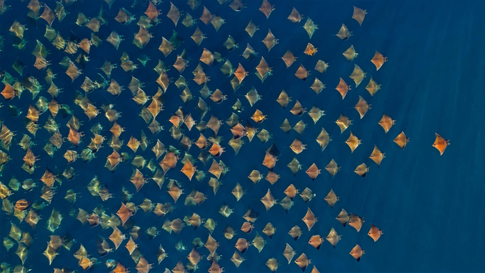 Flock of Mobula munkiana Gulf of California, Mexico (700x393, 353Kb)