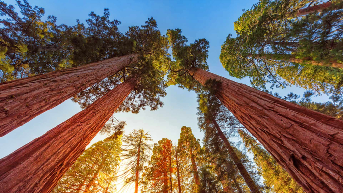 Giant sequoia trees, Kings Canyon National Park, California, USA (700x393, 443Kb)