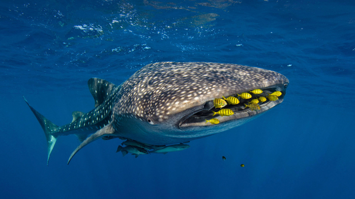 Golden trevally swim with a whale shark in Cenderawasih Bay, Indonesia (700x393, 302Kb)