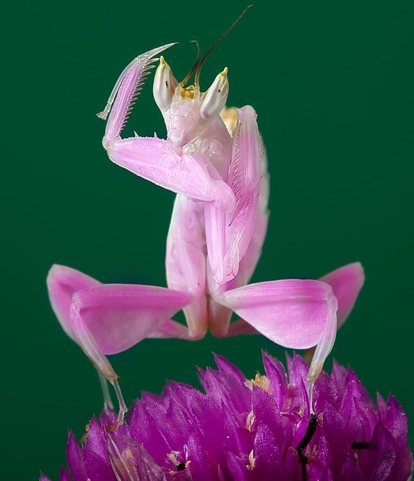 13-beautiful-playing-mantis-photo (603x700, 69Kb)