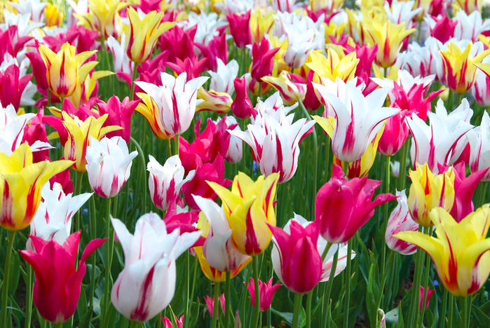 Tulip-Hybrida-Dance-Fever-Collection-from-Jung-Seed-Year-of-the-Tulip-National-Garden-Bureau (700x468, 503Kb)
