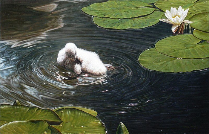 cygnets morning shower (700x448, 361Kb)