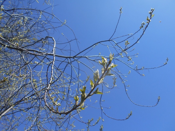 4533467_DSCN5843 (700x524, 146Kb)
