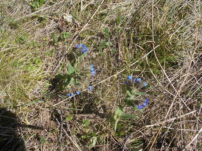 4533467_DSCN5860 (700x524, 287Kb)