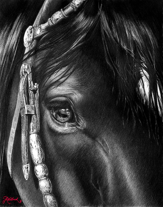 the-soul-of-a-horse-jill-westbrook (552x700, 310Kb)