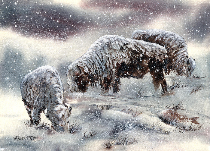 buffalo-in-snow-jill-westbrook (700x501, 492Kb)