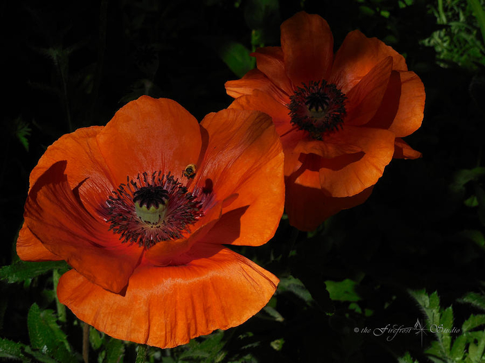 two-poppies-and-a-bee-jill-westbrook (700x524, 322Kb)