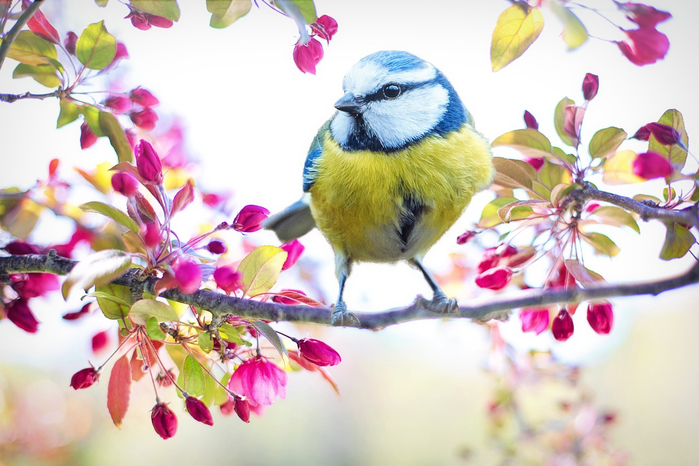 spring-bird-2 (800x566, 358Kb)