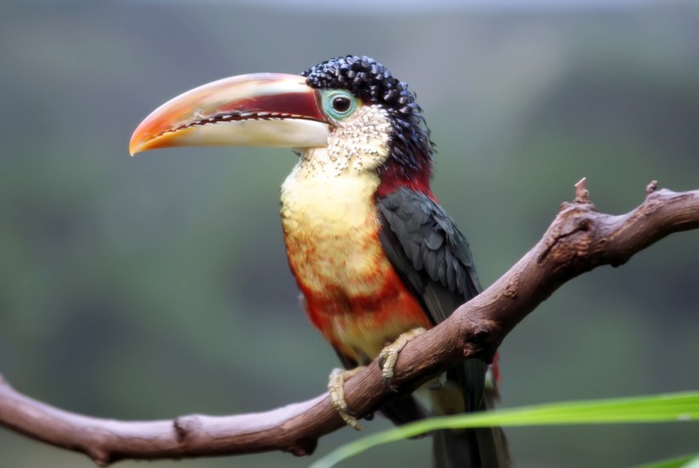 branch-bird-wildlife-wild-beak-tropical-hummingbird-avian-fauna-close-up-long-aves-vertebrate-exotic-toucan-curved-avifauna-coraciiformes-perching-bird-piciformes-1006338 (700x468, 200Kb)