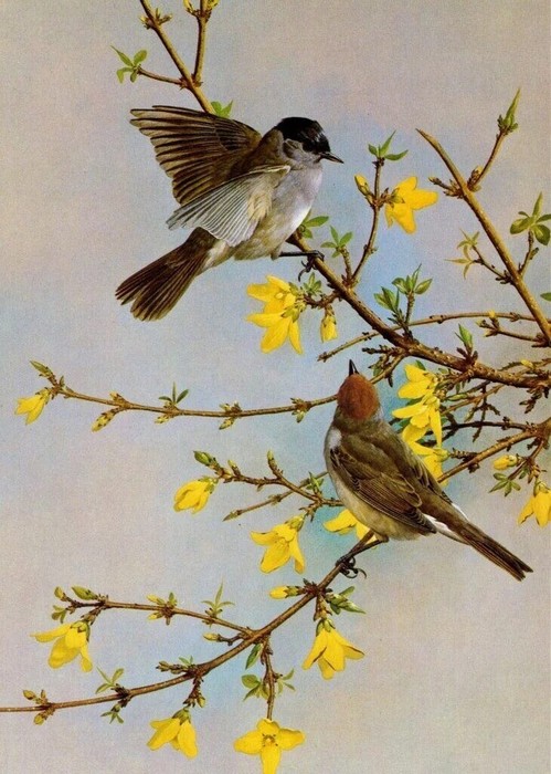 ВЕСНА И ПТИЦЫ (499x700, 108Kb)