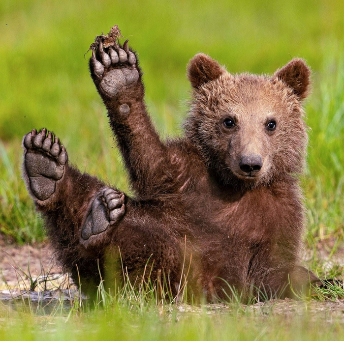 забавно медведи Привет! (700x694, 551Kb)