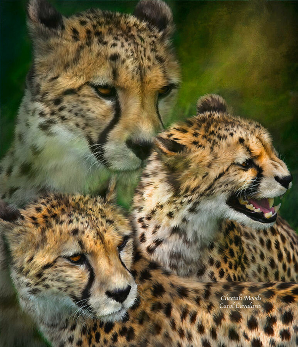 cheetah-moods-carol-cavalaris (601x700, 524Kb)