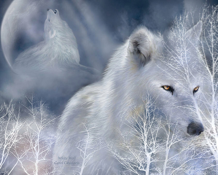 white-wolf-carol-cavalaris (700x560, 377Kb)