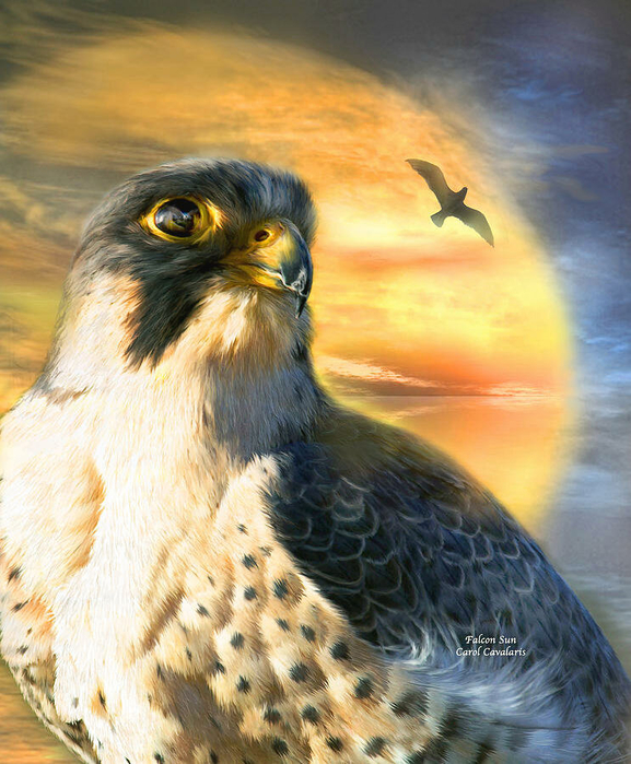 falcon-sun-carol-cavalaris (577x700, 483Kb)