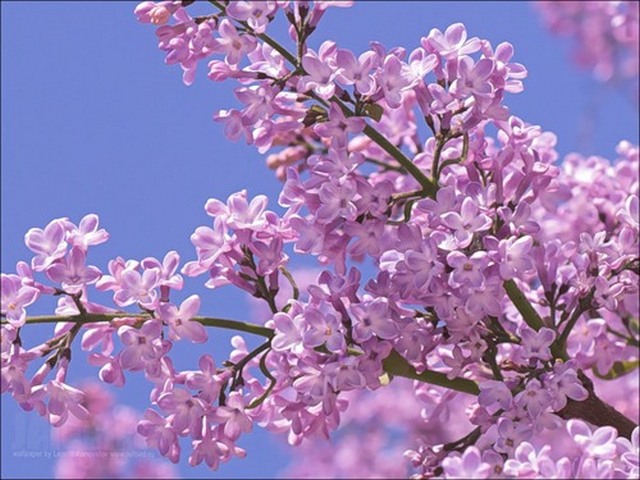 3109898_sirenevo (640x480, 90Kb)