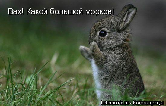 4743317_A4 (550x352, 31Kb)
