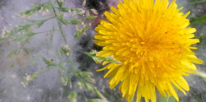 0006 (700x346, 84Kb)