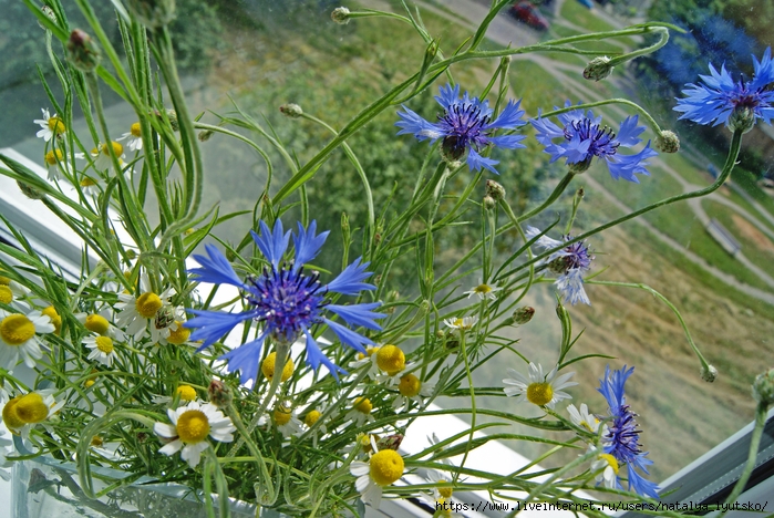 DSC01171 (700x468, 358Kb)